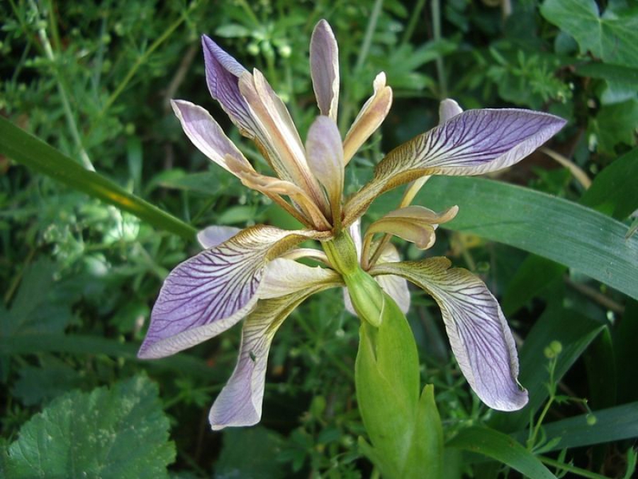 Iris foetidissima L., 1753 © Jymm