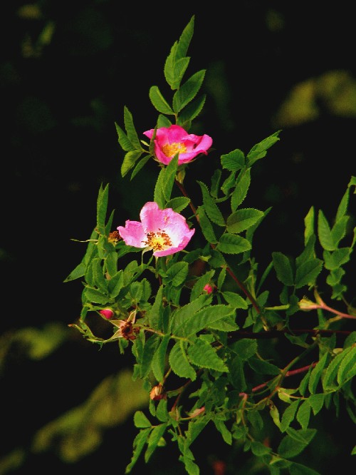 Rosa pendulina L., 1753 © G. Chorgnon / Pnr Pilat