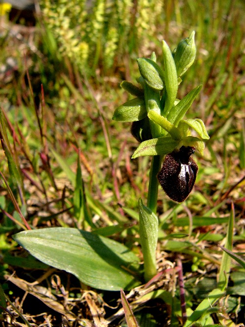 Ophrys Occidentalis (Scappat. & M.demange, 2005 © G. Chorgnon / Pnr Pilat